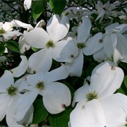 American Dogwood