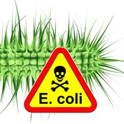 E. Coli
