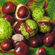 Conker Hunting