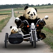 Panda Bear's on a Motorcycle