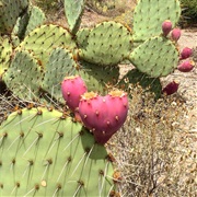 Nopal (Nopalli)