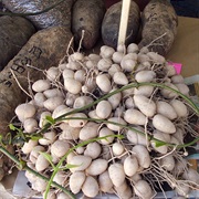 Lerén (Calathea Allouia)