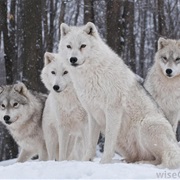 Tundra Wolf