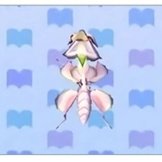 Orchid Mantis