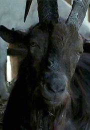 Charlie as Black Philip (The Witch) (2015)