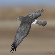 Northern Harrier