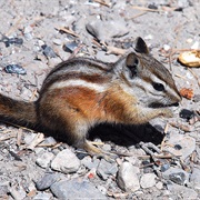 Palmer's Chipmunk
