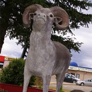 Rocky the Big Horn Sheep, Grand Prairie, Yukon, Canada