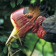 Helmeted Hornbill
