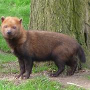 Bush Dog