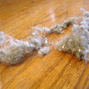 Dust Bunnies