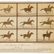 The Horse in Motion