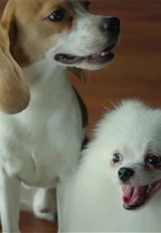 Gamja, Mangchi, and Mungchi as Zoonie, Berry, and Foofoo (Parasite) (2019)