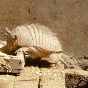 Andean Hairy Armadillo