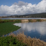 Arcata Marsh