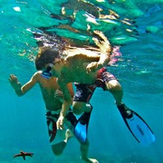 Swimming With Flippers