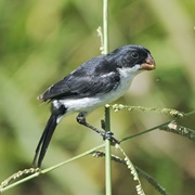 White-Bellied Seedeater (Sporophila Leucoptera)
