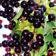 Chokecherries