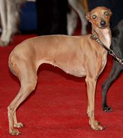 Italian Greyhound