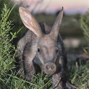 Aardvark