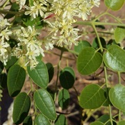South-West African Moringa (Moringa Ovalifolia)
