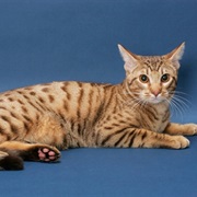 Ocicat