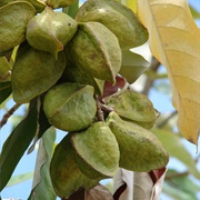 Looking-Glass Mangrove / Dungon (Heritiera Littoralis)