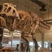 T. Rex Discovery Center