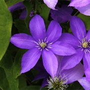 Clematis