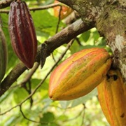 Cocoa Fruit
