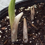 Bagana (Amorphophallus Abyssinicus)