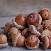 Acorn / Oak Nut