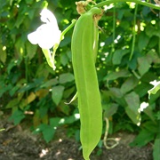 Sword Bean (Canavalia Gladiata)