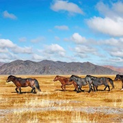 Hustai National Park