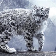Snow Leopard