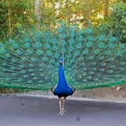 Indian Peafowl