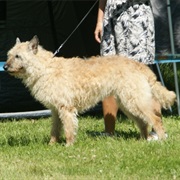Belgian Shepherd Dog (Laekenois)