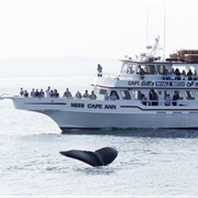 Cape Ann Whale Watch, Massachusetts
