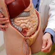 Find Out How Your Body Works