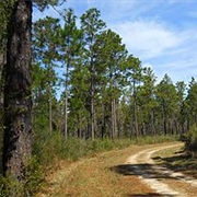 De Soto National Forest