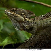 Common Basilisk