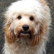 Cockapoo