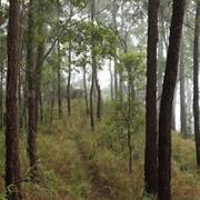 Little Mulgrave National Park (QLD)