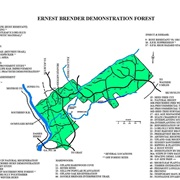 Hitchiti Experimental Forest, Georgia