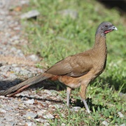 Rufous-Vented Chachalaca (Trinidad & Tobago)