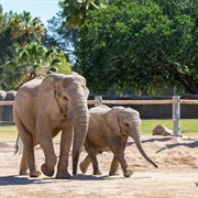 The Zoo With Friends