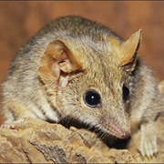 Fawn Antechinus