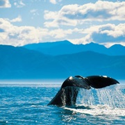 Whale Watching Kaikoura