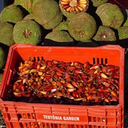 Paraná Pine (Araucaria Angustifolia)