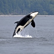 See Orcas in Wild